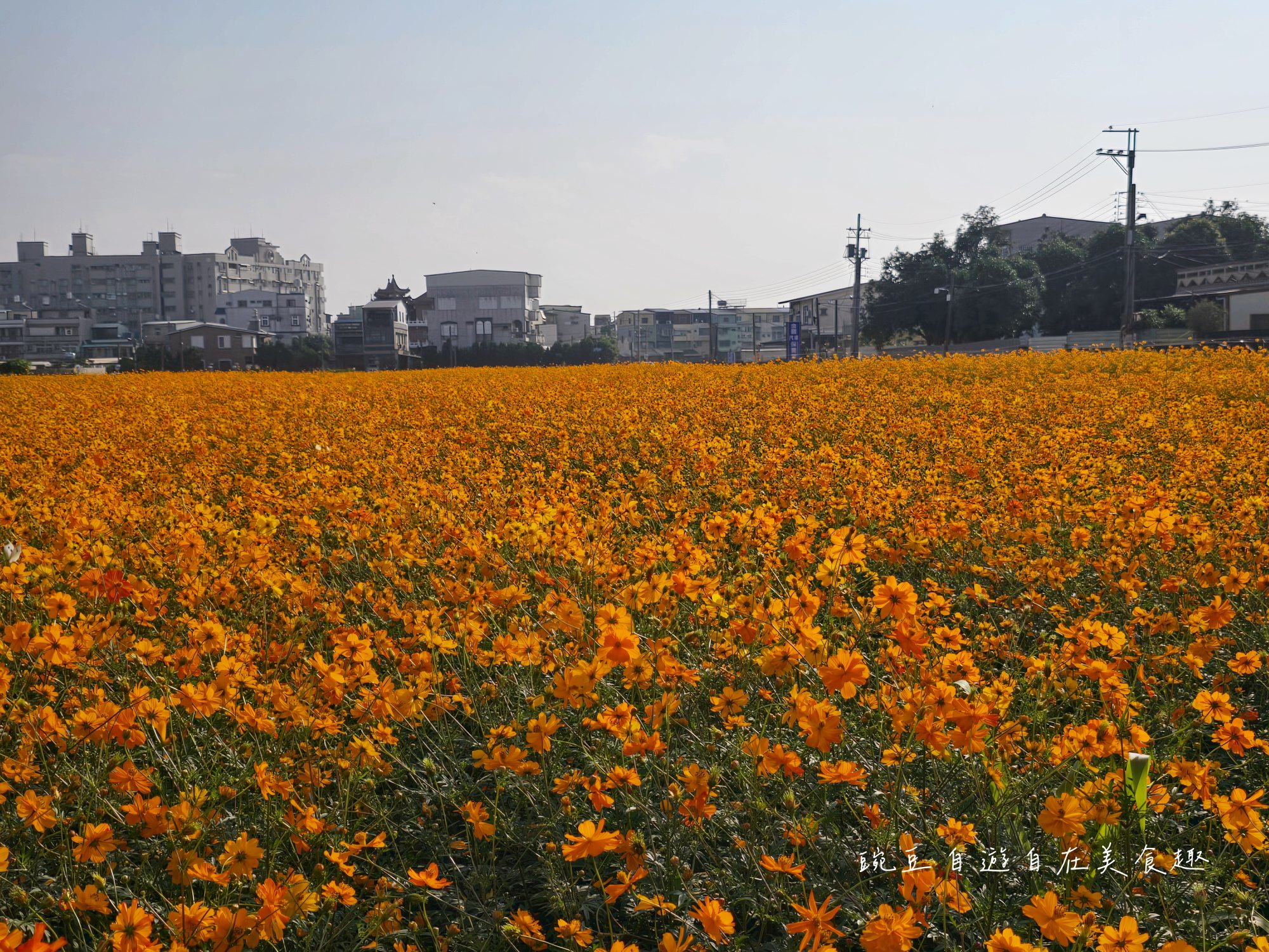 2025大寮花季|紅豆花田季蔬菜拔到滿 超美花田等你拍 賞花路線導航詳解 - 第8張圖 2025大寮花季|紅豆花田季蔬菜拔到滿 超美花田等你拍 賞花路線導航詳解
