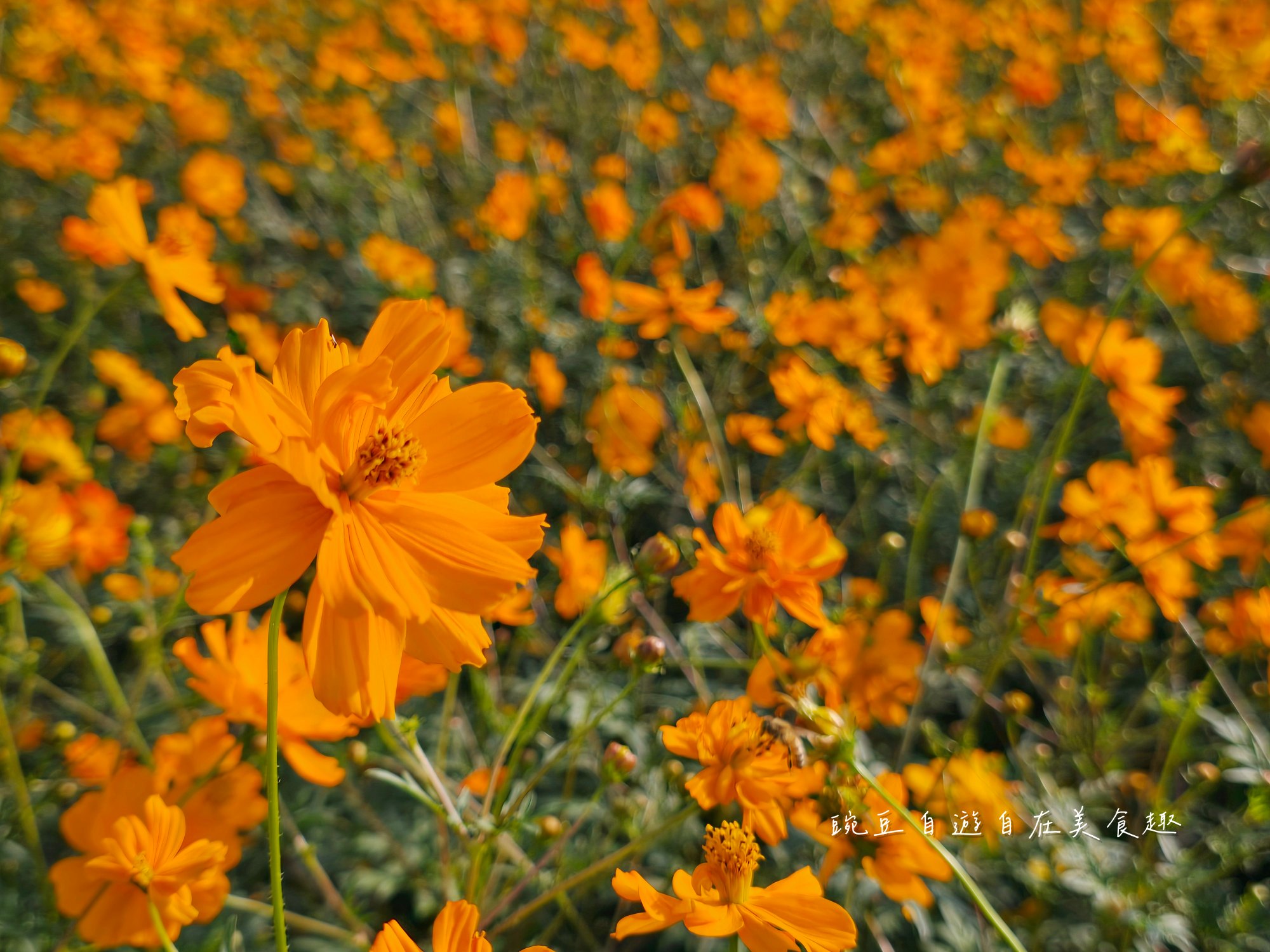 2025大寮花季|紅豆花田季蔬菜拔到滿 超美花田等你拍 賞花路線導航詳解 - 第7張圖 2025大寮花季|紅豆花田季蔬菜拔到滿 超美花田等你拍 賞花路線導航詳解