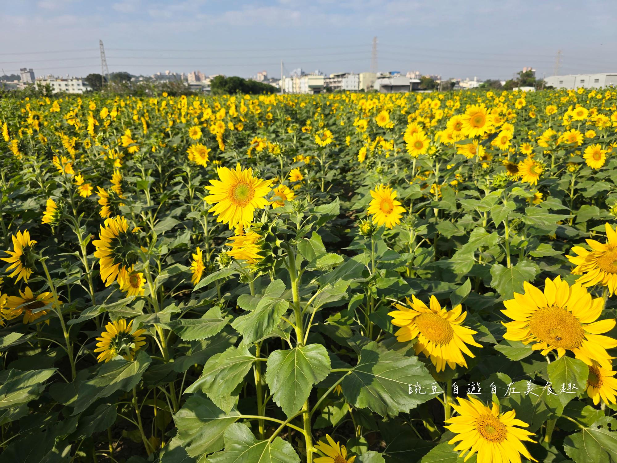 2025大寮花季|紅豆花田季蔬菜拔到滿 超美花田等你拍 賞花路線導航詳解 - 第13張圖 2025大寮花季|紅豆花田季蔬菜拔到滿 超美花田等你拍 賞花路線導航詳解