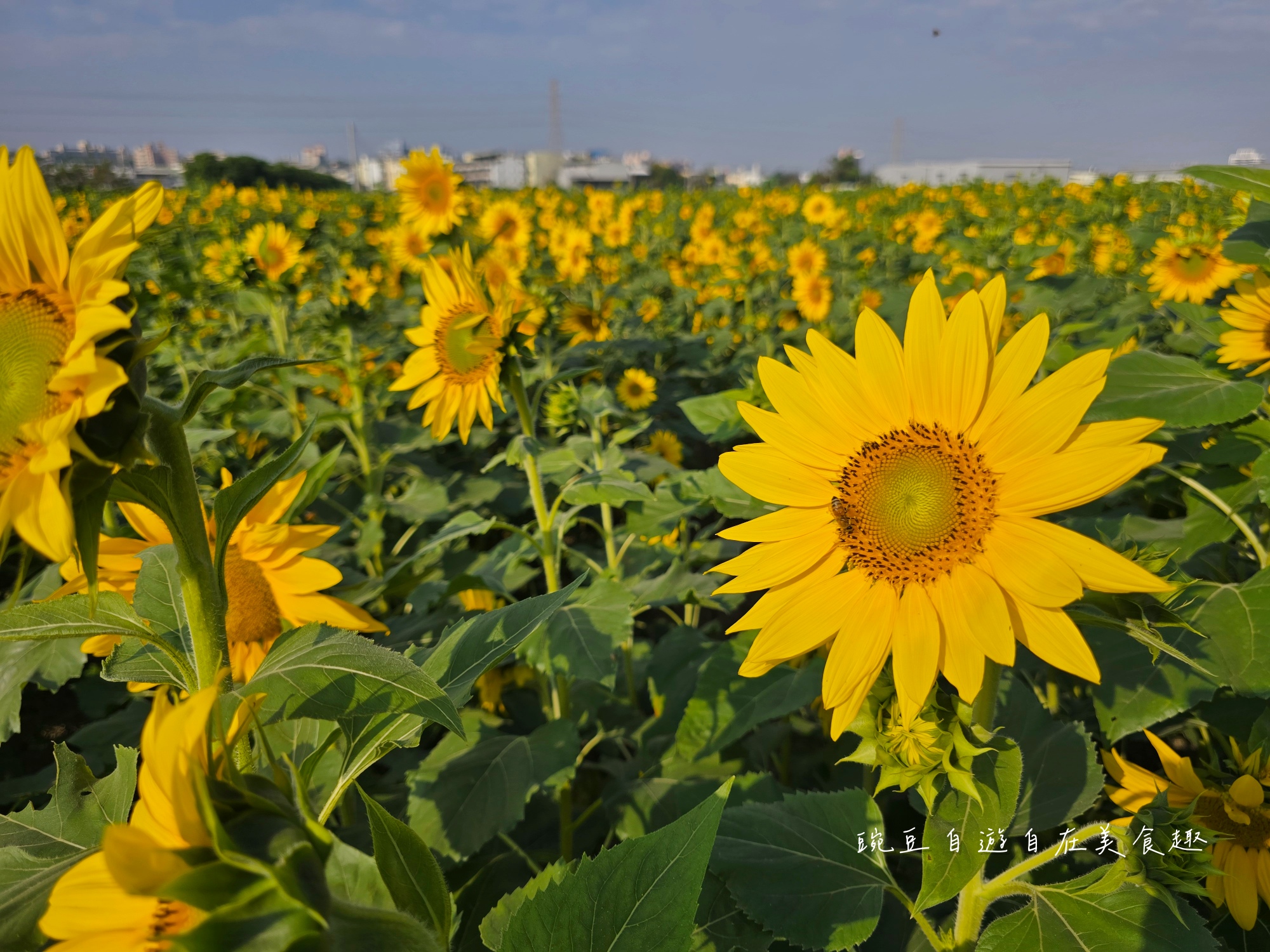 2025大寮花季|紅豆花田季蔬菜拔到滿 超美花田等你拍 賞花路線導航詳解 - 第12張圖 2025大寮花季|紅豆花田季蔬菜拔到滿 超美花田等你拍 賞花路線導航詳解