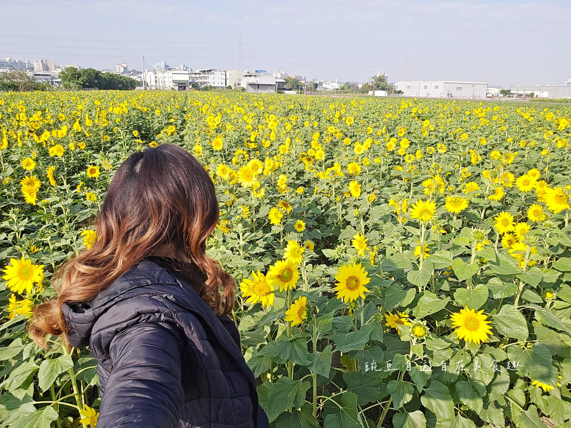 2025大寮花季|紅豆花田季蔬菜拔到滿 超美花田等你拍 賞花路線導航詳解 - 第11張圖 2025大寮花季|紅豆花田季蔬菜拔到滿 超美花田等你拍 賞花路線導航詳解