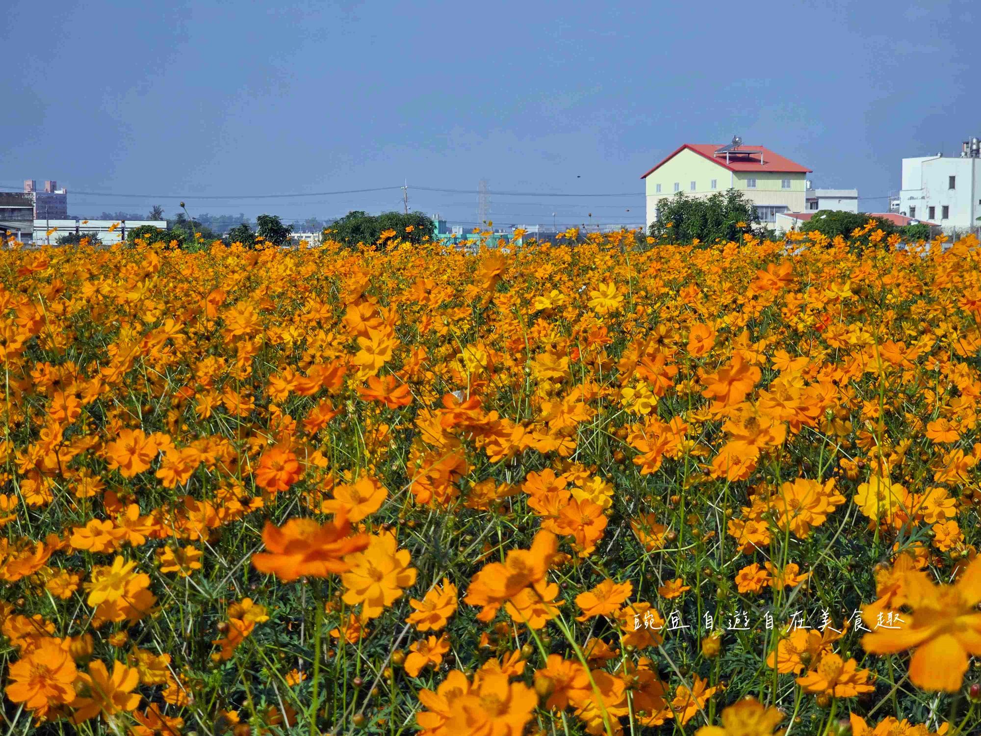 2025大寮拔蘿蔔高麗菜(高雄大寮)永芳里拔蘿蔔 買袋隨你裝只要100元 - 第19張圖 2025大寮拔蘿蔔高麗菜(高雄大寮)永芳里拔蘿蔔 買袋隨你裝只要100元