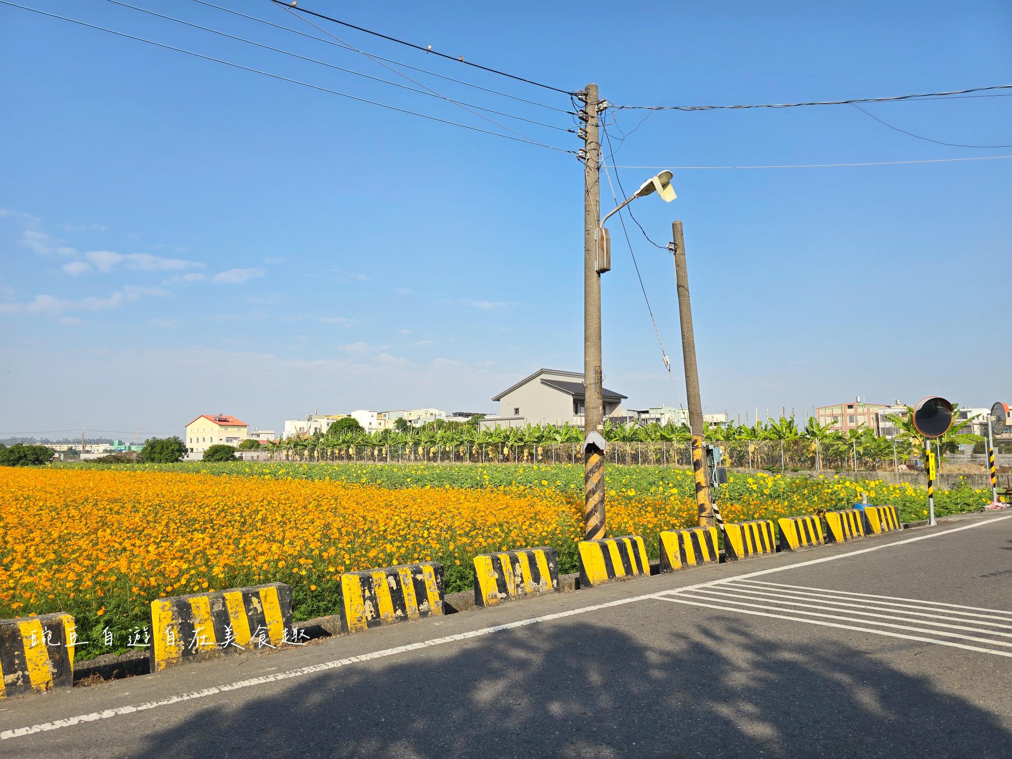 2025大寮花季|紅豆花田季蔬菜拔到滿 超美花田等你拍 賞花路線導航詳解 - 第15張圖 2025大寮花季|紅豆花田季蔬菜拔到滿 超美花田等你拍 賞花路線導航詳解