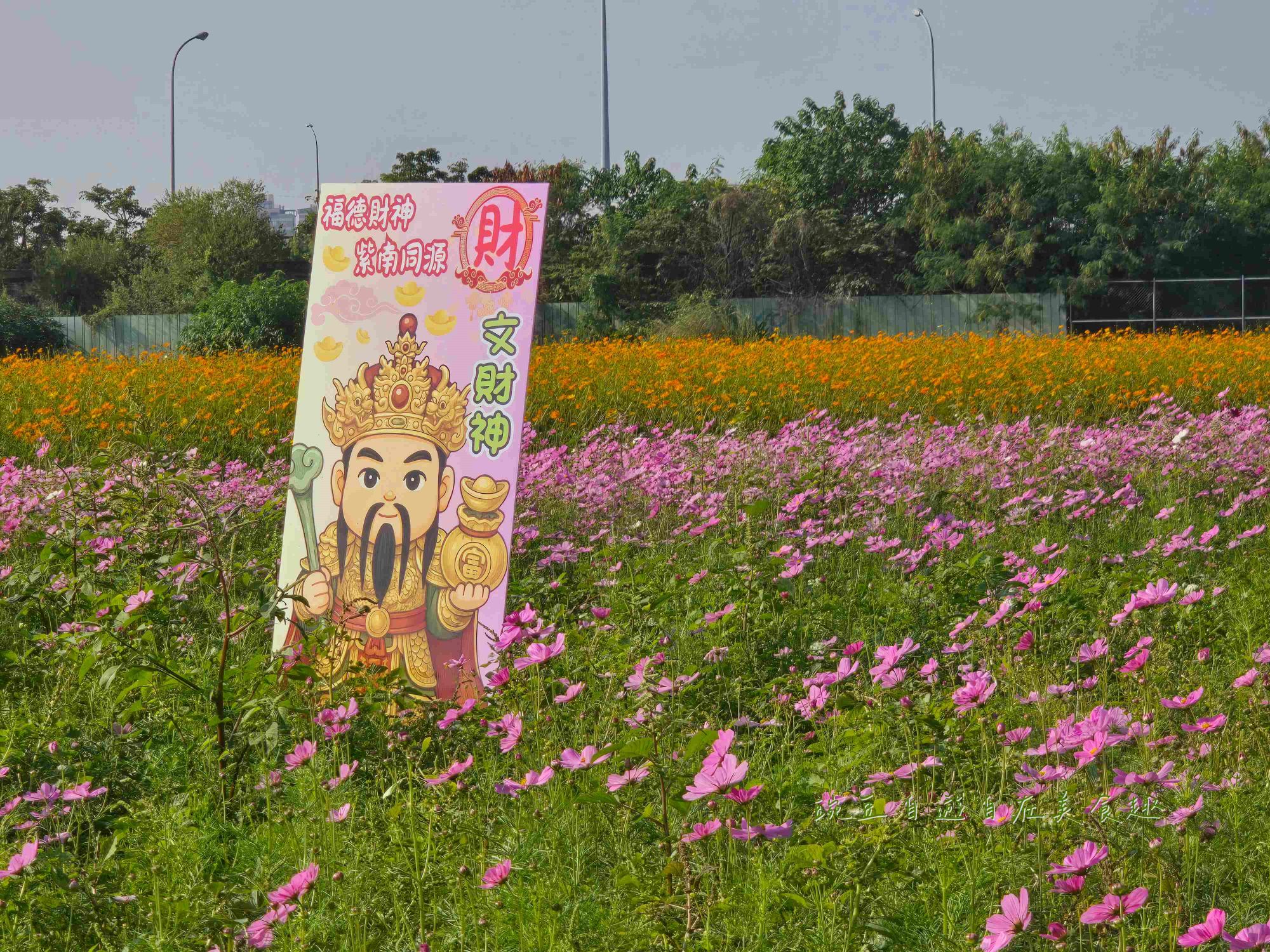 2025大寮花季|紅豆花田季蔬菜拔到滿 超美花田等你拍 賞花路線導航詳解 - 第4張圖 2025大寮花季|紅豆花田季蔬菜拔到滿 超美花田等你拍 賞花路線導航詳解