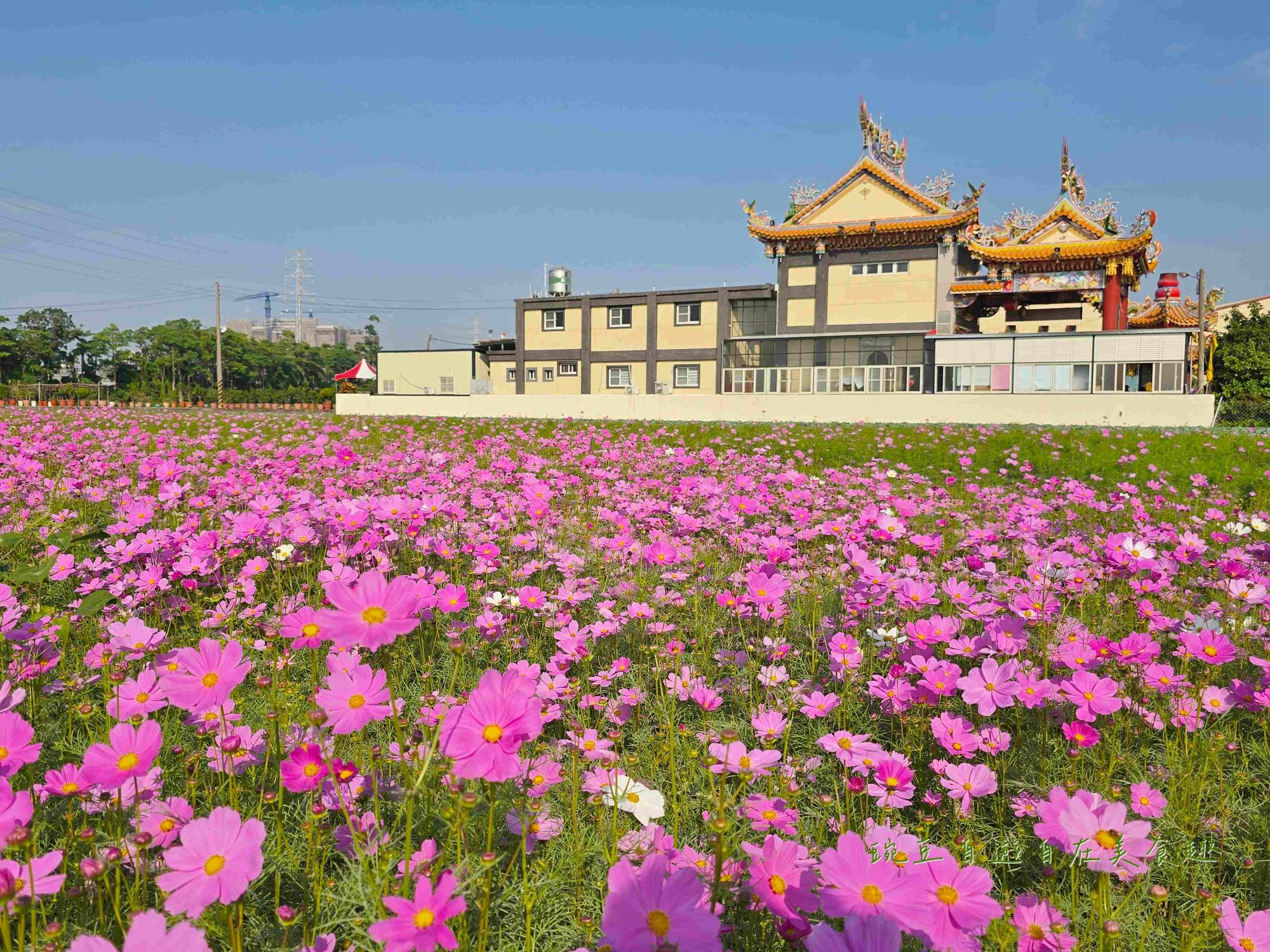 2025大寮花季|紅豆花田季蔬菜拔到滿 超美花田等你拍 賞花路線導航詳解 - 第3張圖 2025大寮花季|紅豆花田季蔬菜拔到滿 超美花田等你拍 賞花路線導航詳解