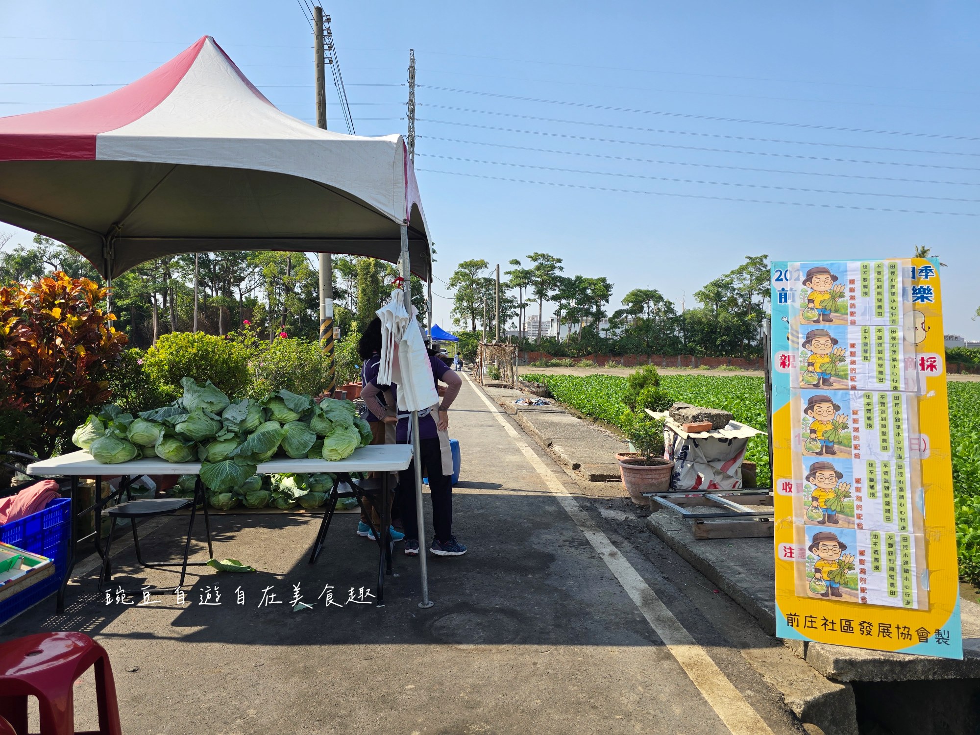2025大寮拔蘿蔔高麗菜(高雄大寮)永芳里拔蘿蔔 買袋隨你裝只要100元 - 第11張圖 2025大寮拔蘿蔔高麗菜(高雄大寮)永芳里拔蘿蔔 買袋隨你裝只要100元