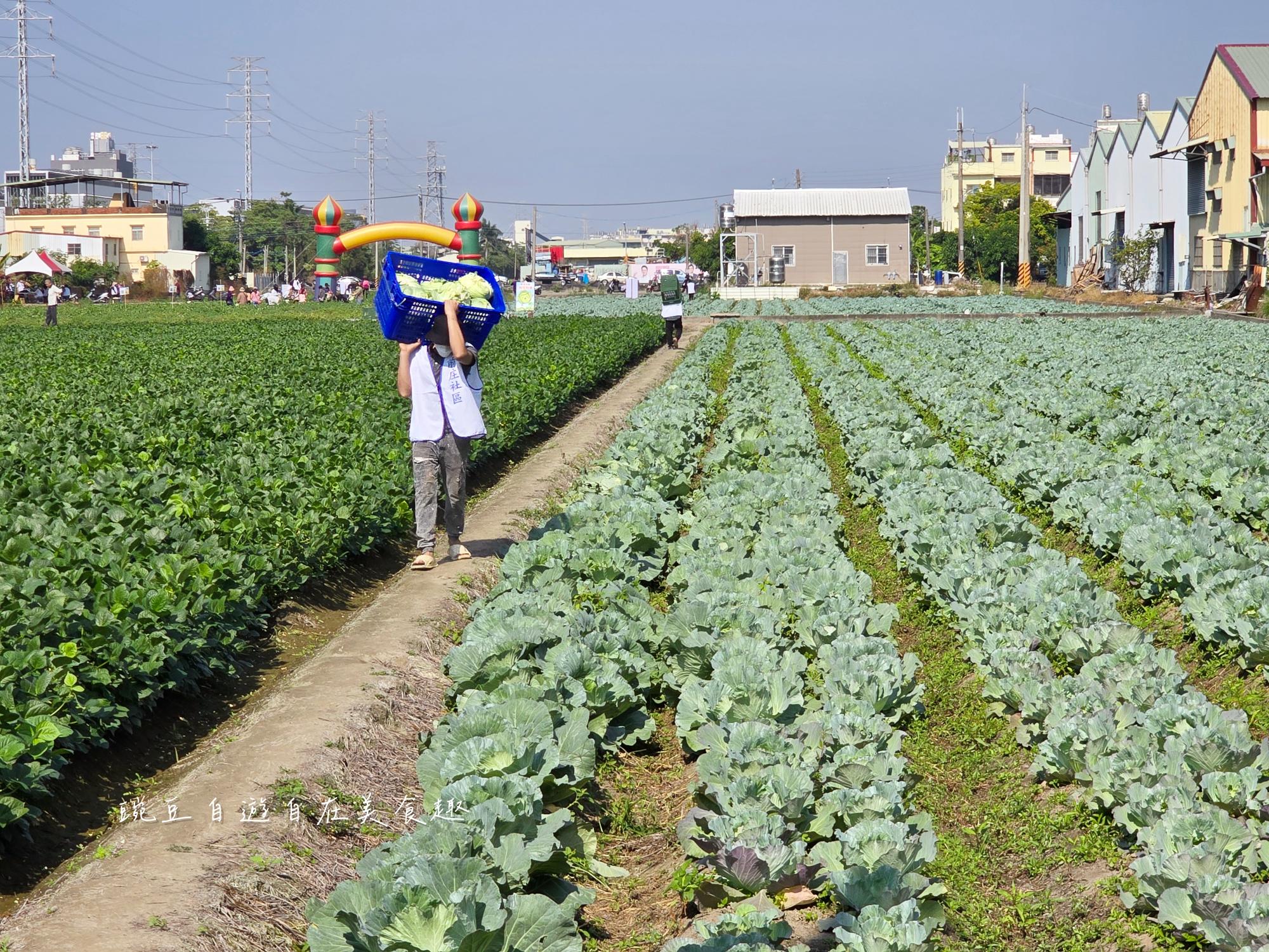 2025大寮拔蘿蔔高麗菜(高雄大寮)永芳里拔蘿蔔 買袋隨你裝只要100元 - 第10張圖 2025大寮拔蘿蔔高麗菜(高雄大寮)永芳里拔蘿蔔 買袋隨你裝只要100元