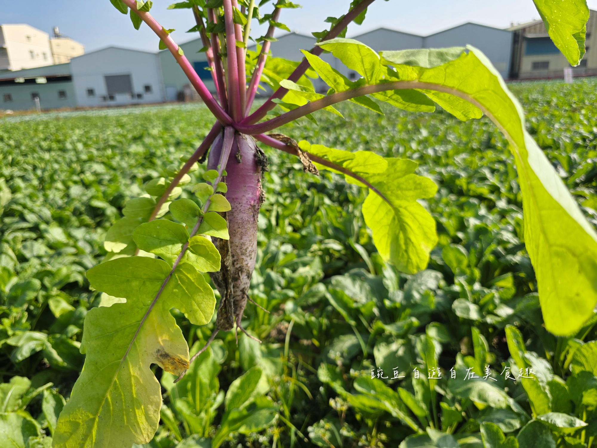 2025大寮拔蘿蔔高麗菜(高雄大寮)永芳里拔蘿蔔 買袋隨你裝只要100元 - 第7張圖 2025大寮拔蘿蔔高麗菜(高雄大寮)永芳里拔蘿蔔 買袋隨你裝只要100元