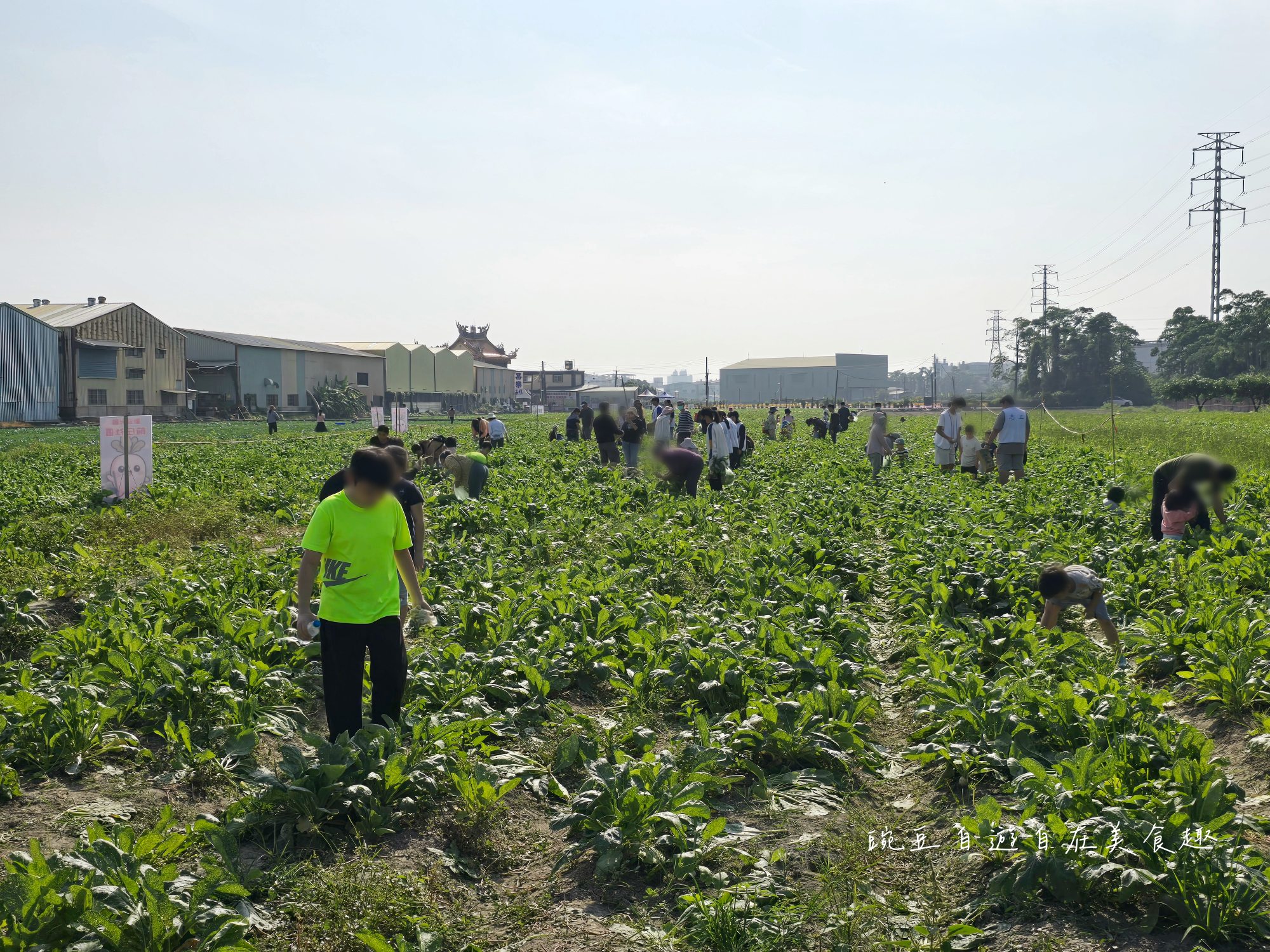 2025大寮拔蘿蔔高麗菜(高雄大寮)永芳里拔蘿蔔 買袋隨你裝只要100元 - 第3張圖 2025大寮拔蘿蔔高麗菜(高雄大寮)永芳里拔蘿蔔 買袋隨你裝只要100元